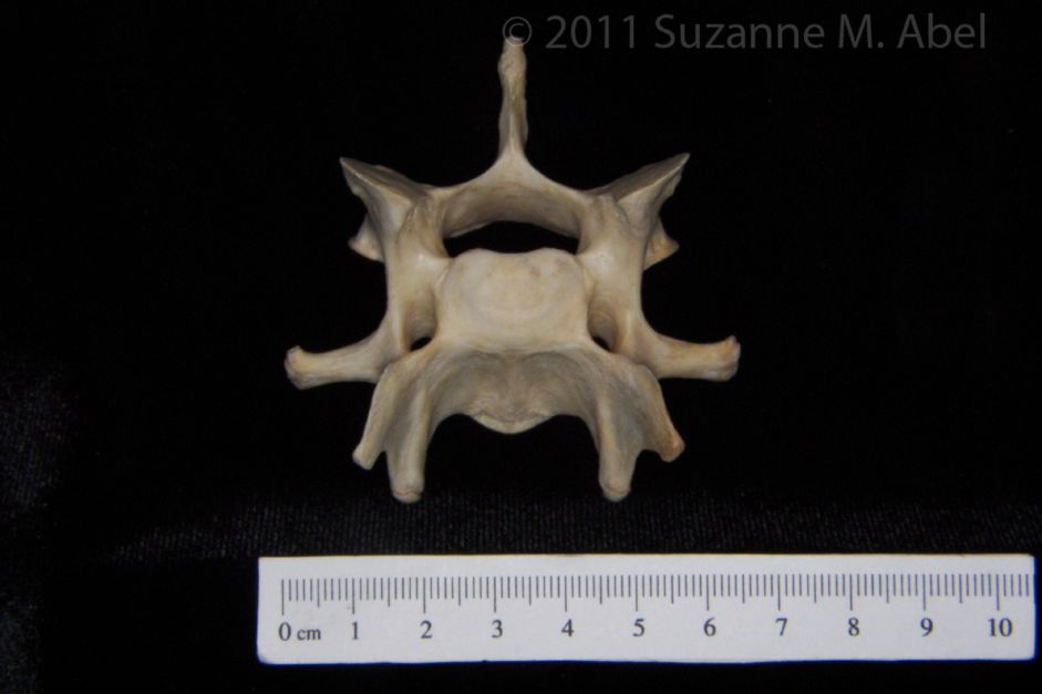 Cranial View Florida Panther C6 Vertebrae