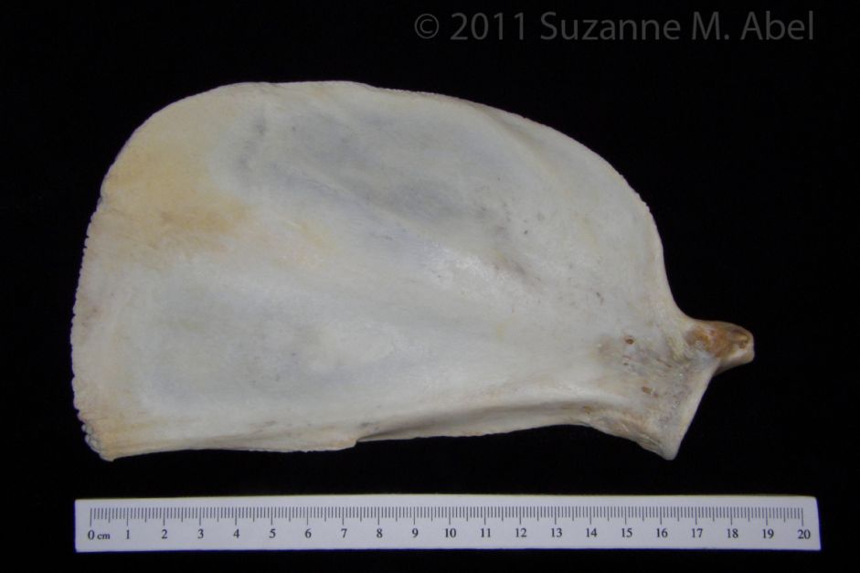 Inferior View Florida Panther Left Scapula