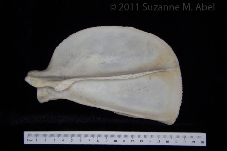 Posterior View Florida Panther Left Scapula