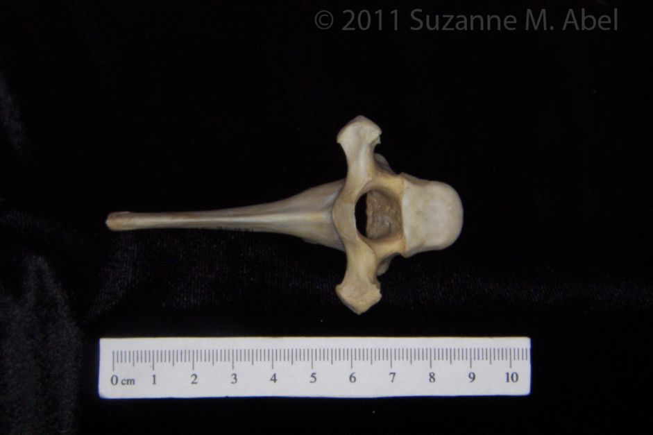 Cranial View Florida Panther T6 Vertebrae