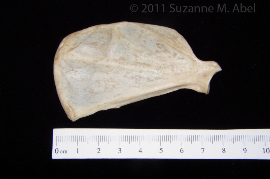 Anterior View Grey Fox Left Scapula