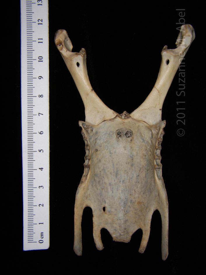 Posterior View Great Horned Owl Sternum with Corocoids