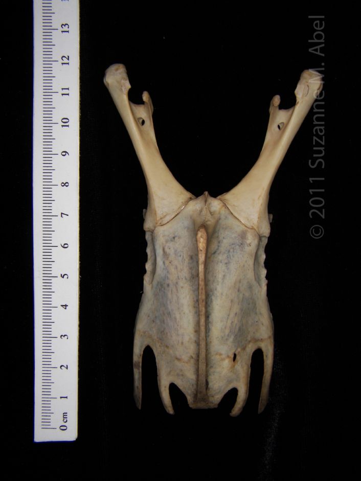 Anterior View Great Horned Owl Sternum with Corocoids