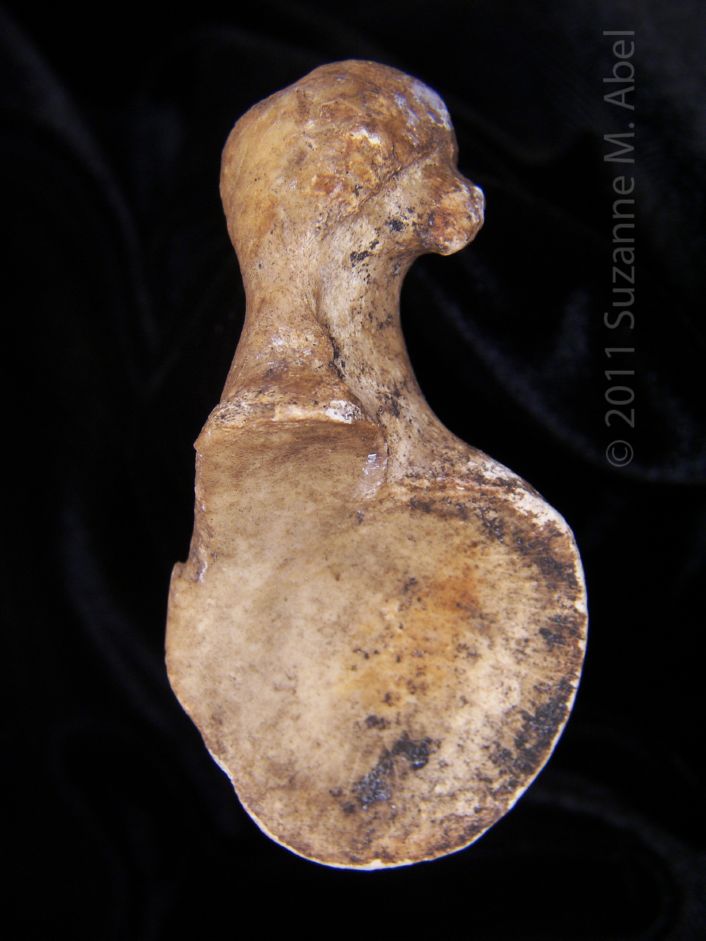 Glenoid Fossa Left Horse Scapula