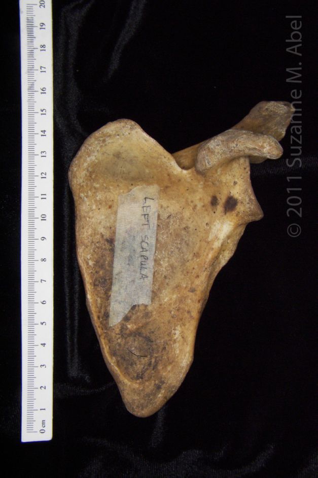 Anterior View Left Human Scapula