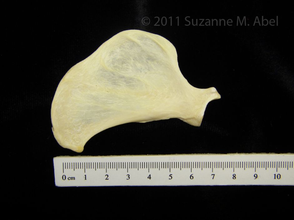 Anterior View Left River Otter Scapula