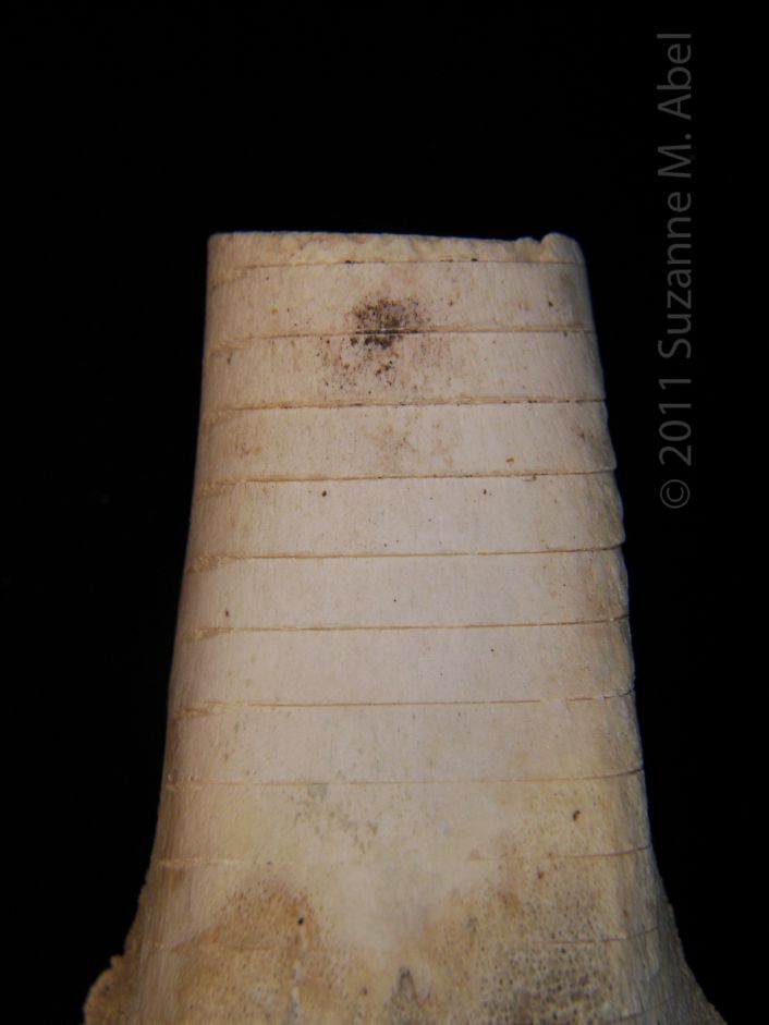 Butcher Cuts- Spiral Cut Honey Ham Distal Femur