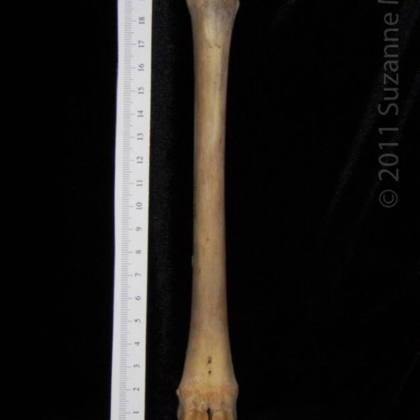 white-tailed_deer_(odocoileus_virginianus),_left_metacarpal,_anterior,_flmnh_collection_7001