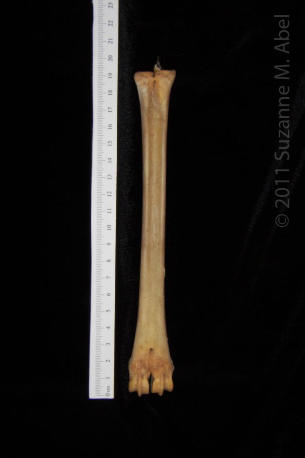 Posterior View Left White-Tailed Deer Metacarpal