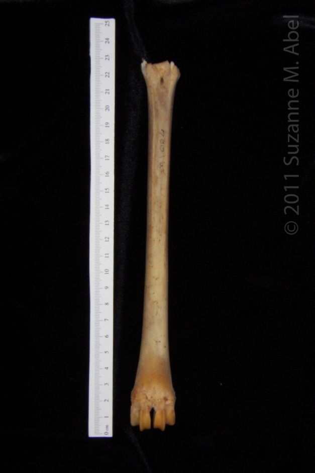 Posterior View Left White-Tailed Deer Metatarsal