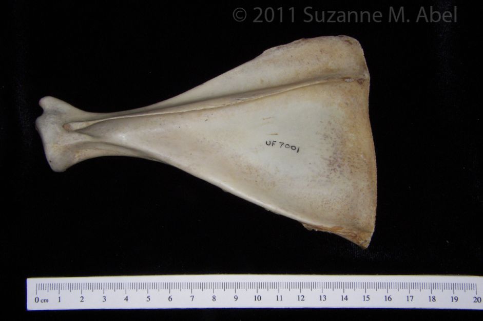 Posterior View Left White-Tailed Deer Scapula
