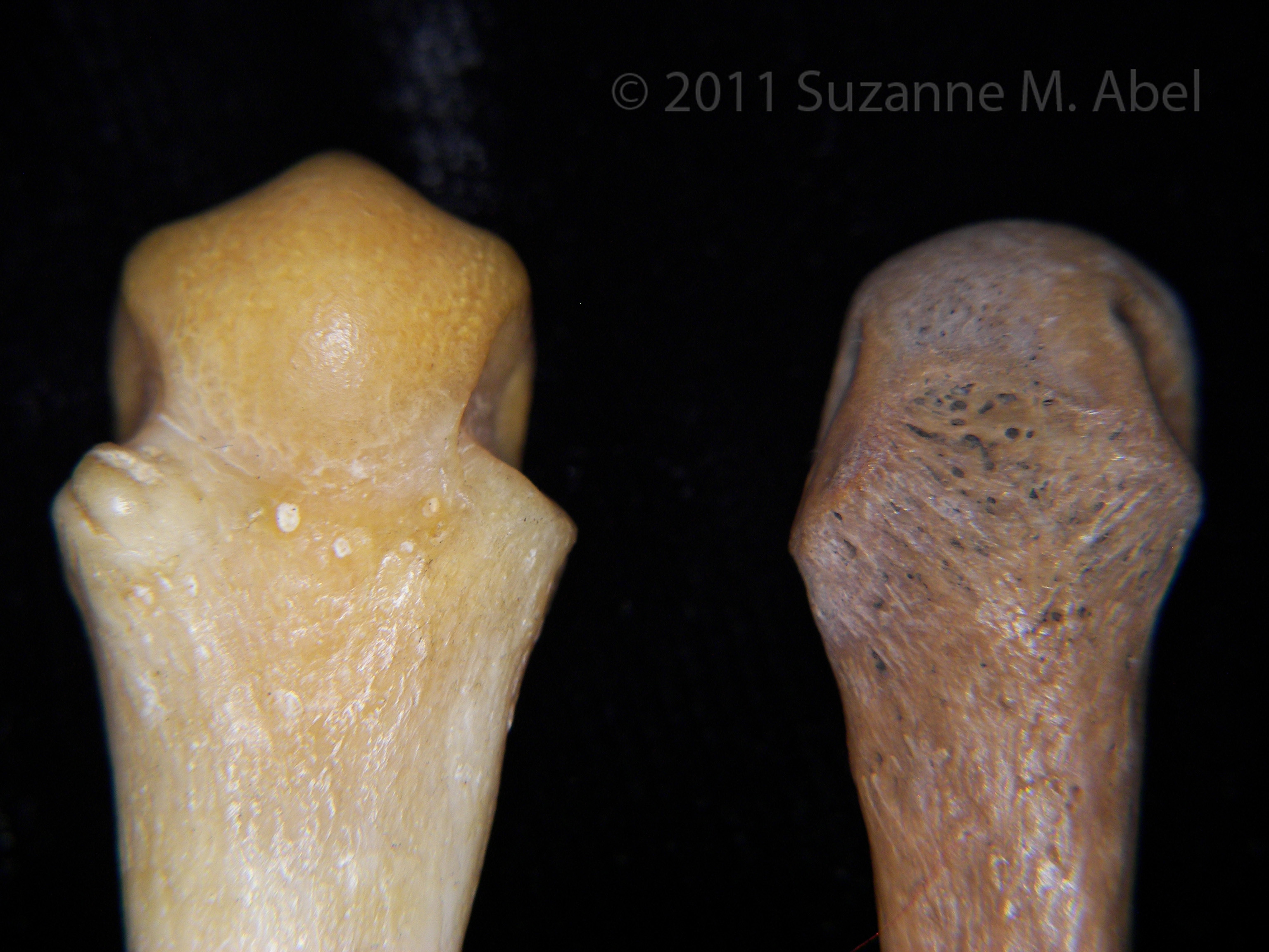 Proximal/Dorsal Surface Bear VS Human Metacarpals