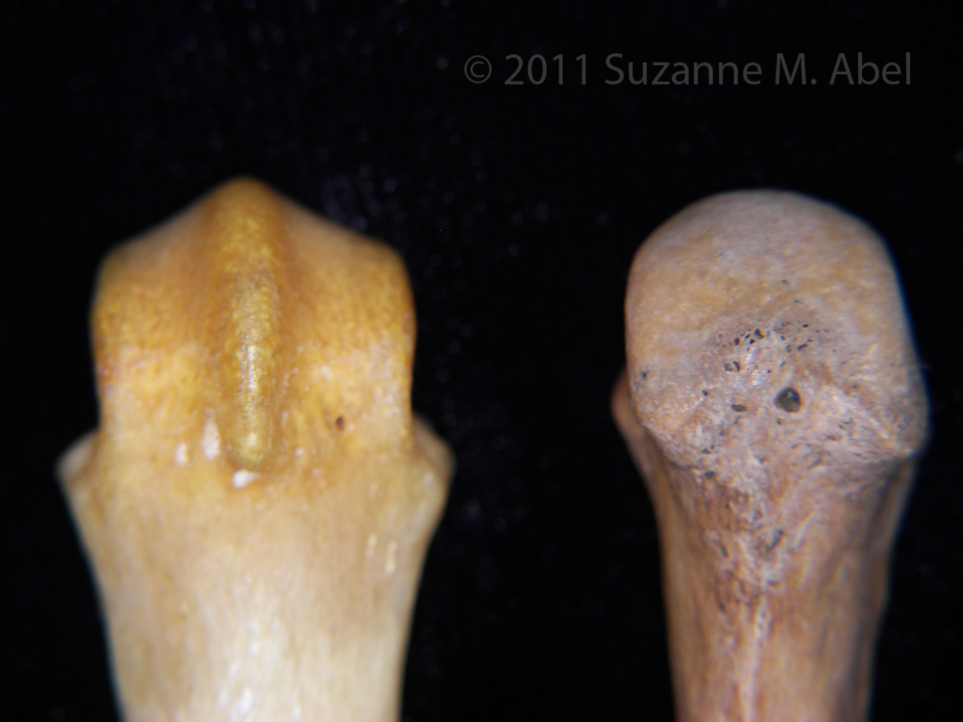 Proximal/Palmar Surface Bear VS Human 3rd Metacarpal