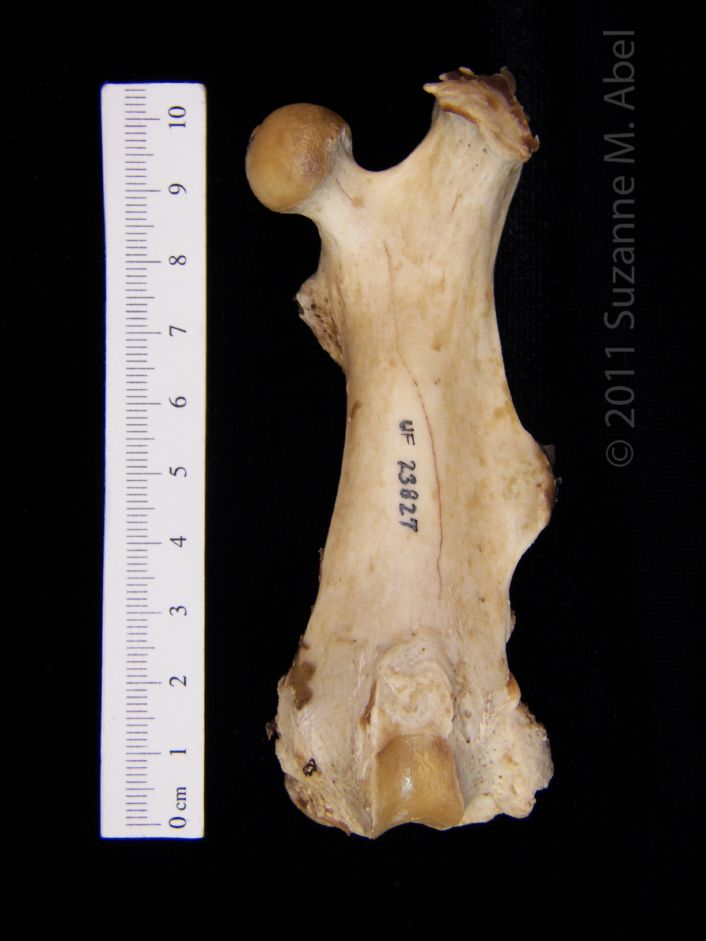 Anterior View Left American Beaver Femur