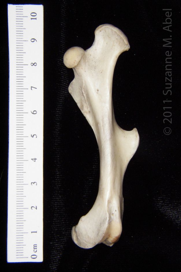 Anterior View Left Armadillo Femur