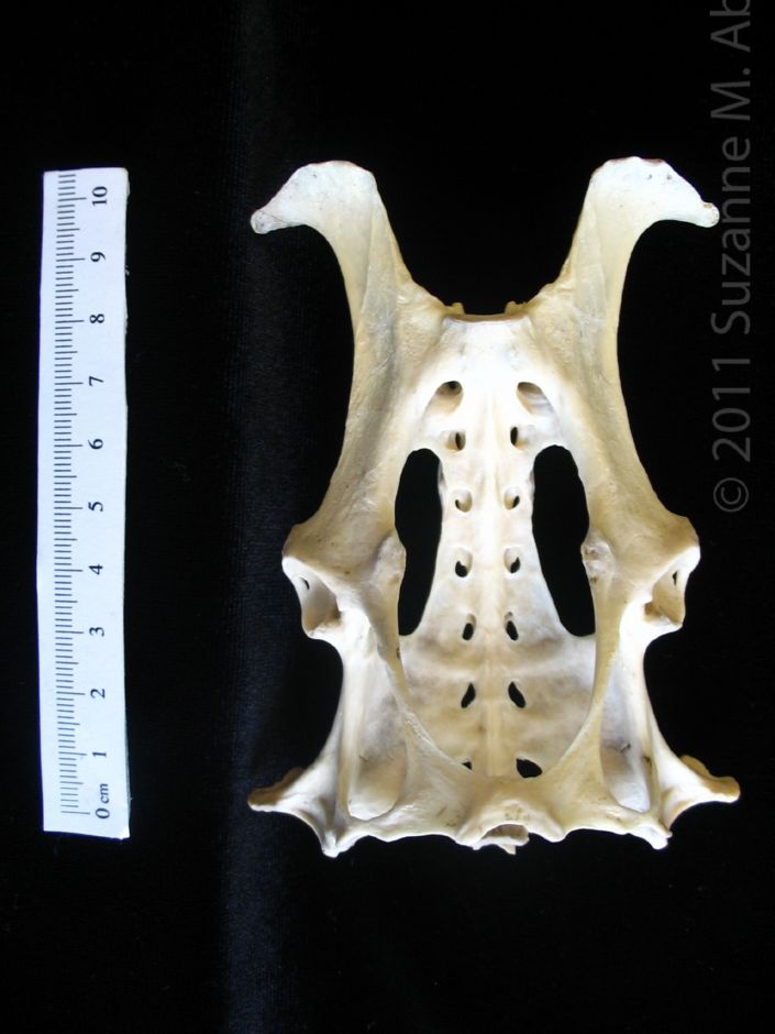 Anterior View Armadillo Pelvis