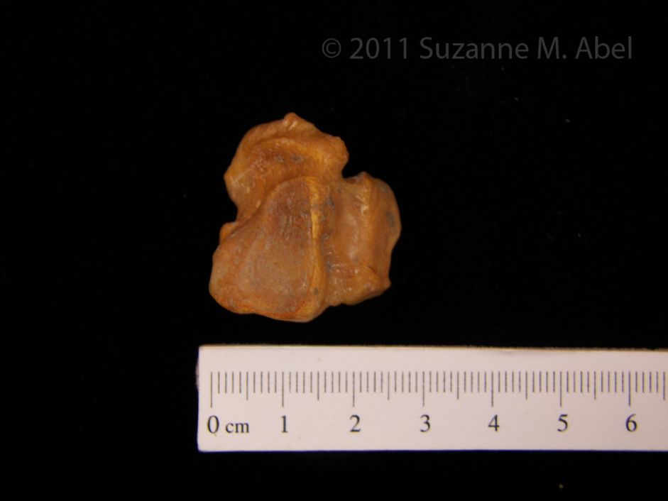 Left Black Bear Cuboid View 2