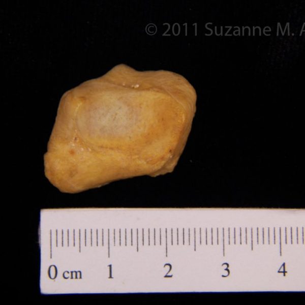 black_bear_(ursus_americanus),_left_cuneiform,_view_2,_flmnh_6658_(female)(2)