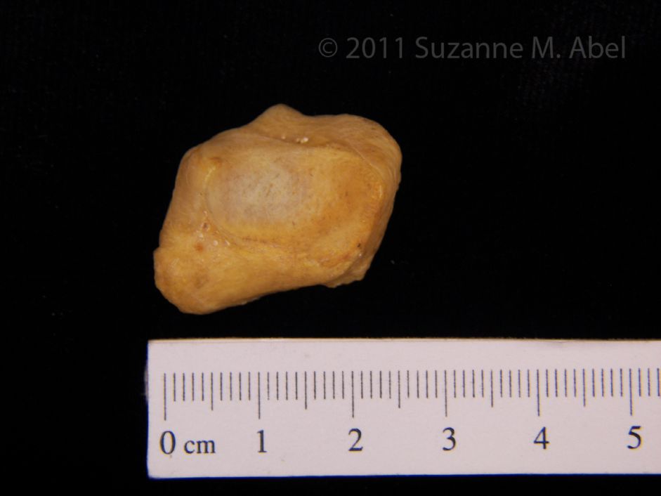 Left Black Bear Cuneiform View 2