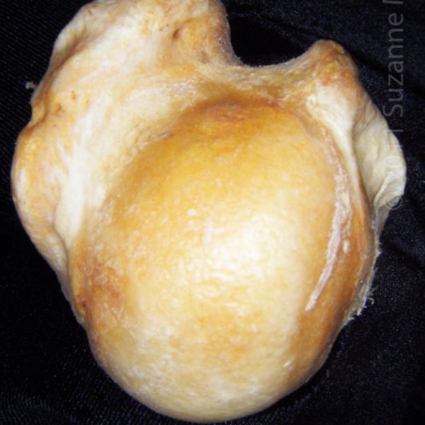 black_bear_(ursus_americanus),_left_humerus,_close-up_of_head,_flmnh_collection_5639