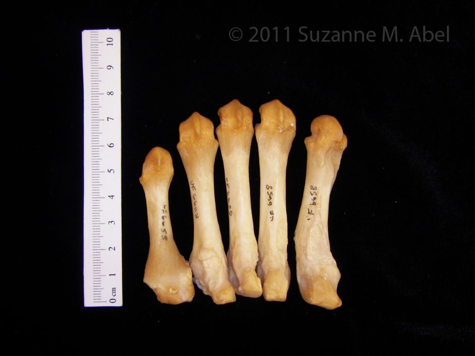 Palmar View Left Black Bear Metacarpals i-v