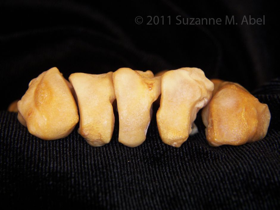 Proximal Surface View Left Black Bear Metacarpals v-i