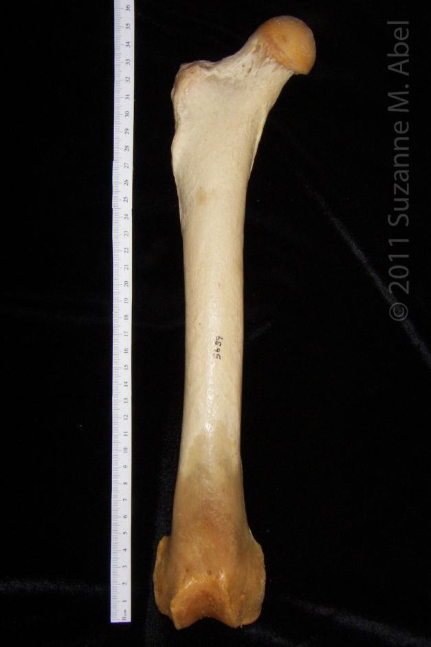 Anterior View Right Black Bear Femur