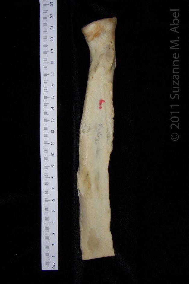Anterior View Right Black Bear Radius