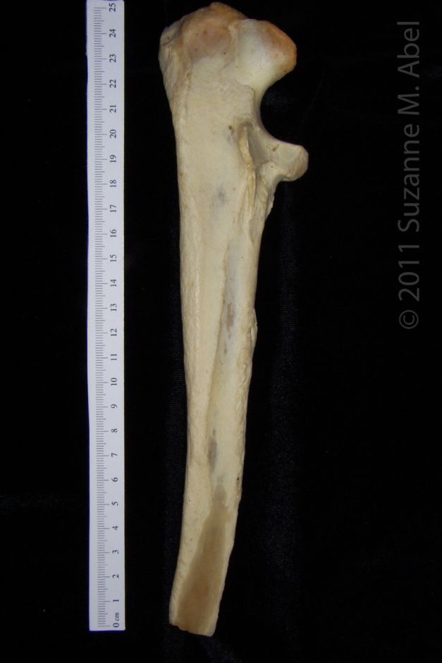 Lateral View 2 Right Black Bear Ulna