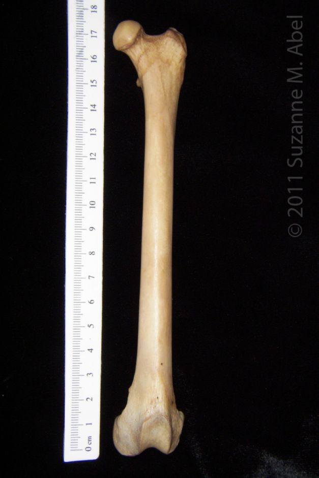 Anterior View Left Bobcat Femur