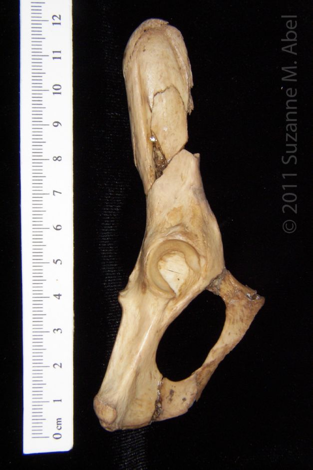 Ventral View Right Bobcat Innominate