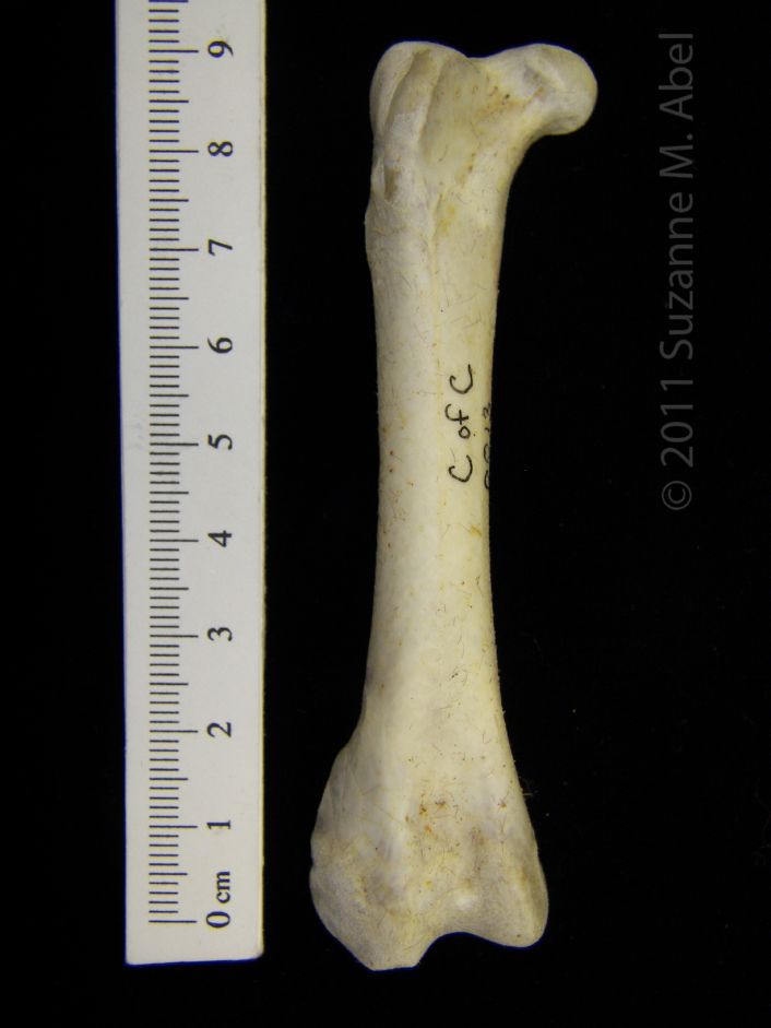 Anterior View Right Brown Pelican Femur