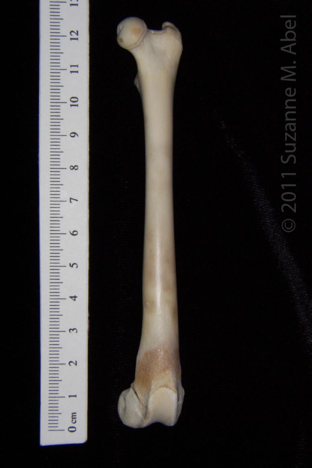 Anterior View Left Domestic Cat Femur