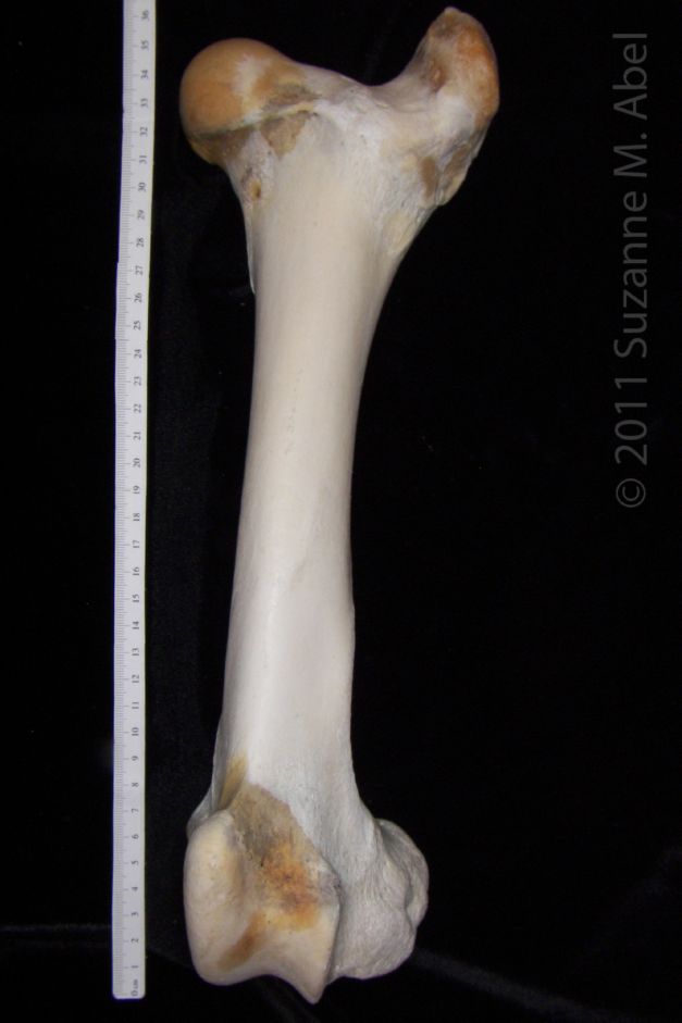 Anterior View Left Cattle Femur