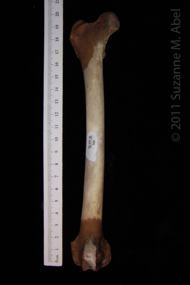 Anterior View Right Coyote Femur