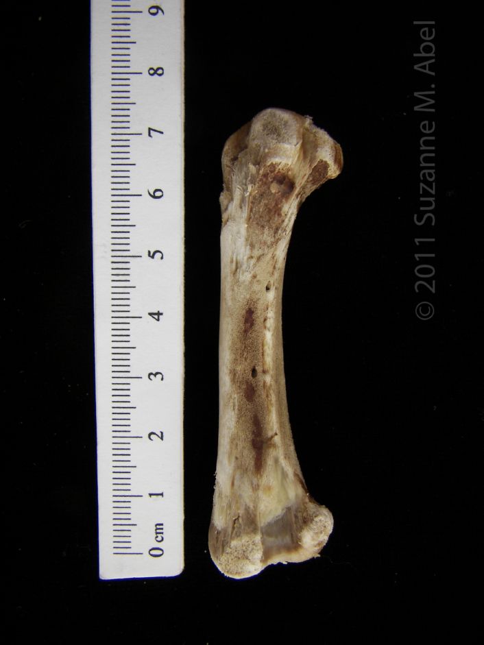 Domestic Chicken ‘Young Fryer’ Femur View 2