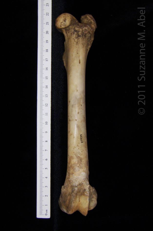 Anterior View Left Domestic Goat Femur