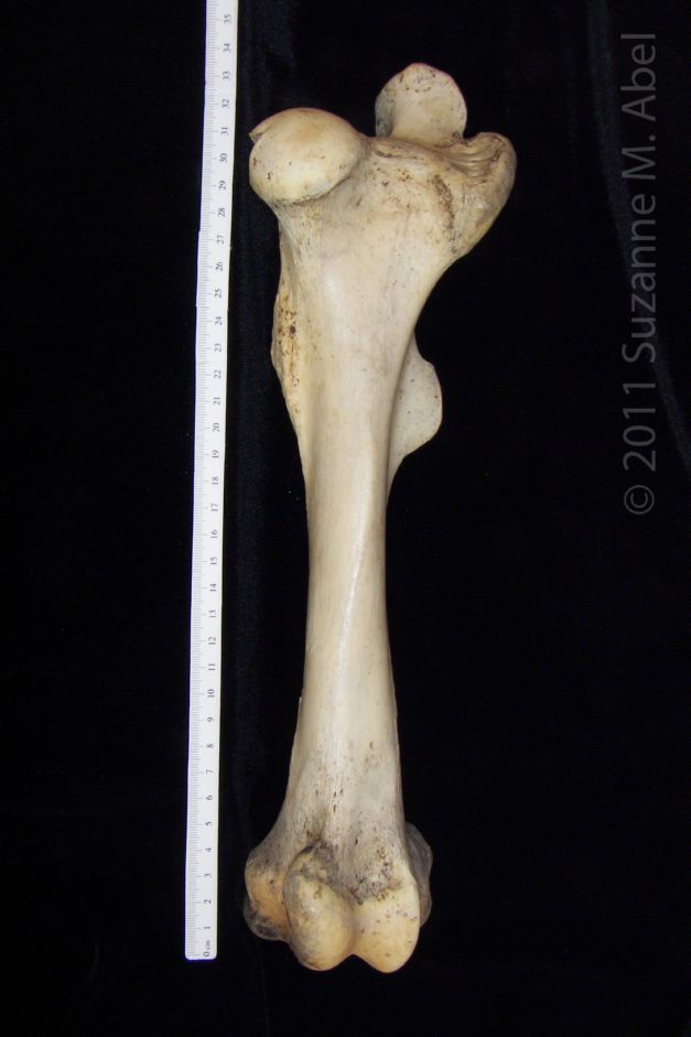 Anterior View Left Donkey Femur