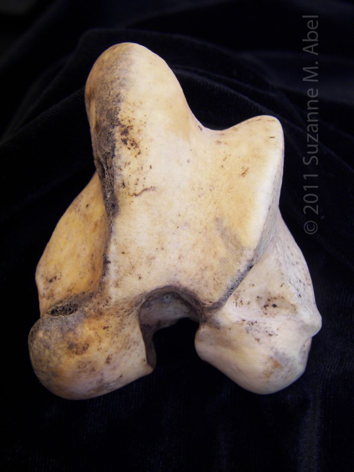 Distal View Articular Surface Left Donkey Femur