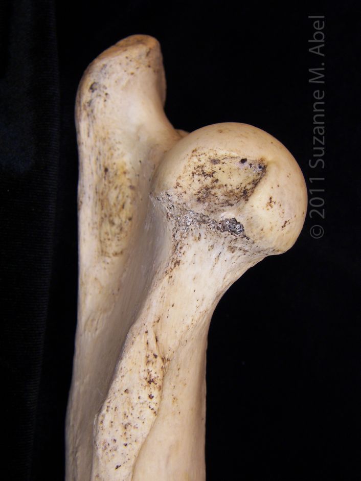 Medial View Proximal Surface Left Donkey Femoral Head