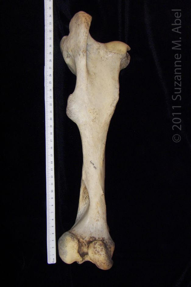 Posterior View Left Donkey Femur