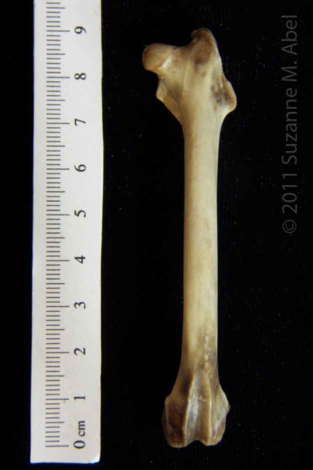 Anterior View Eastern Cottontail Rabbit Femur