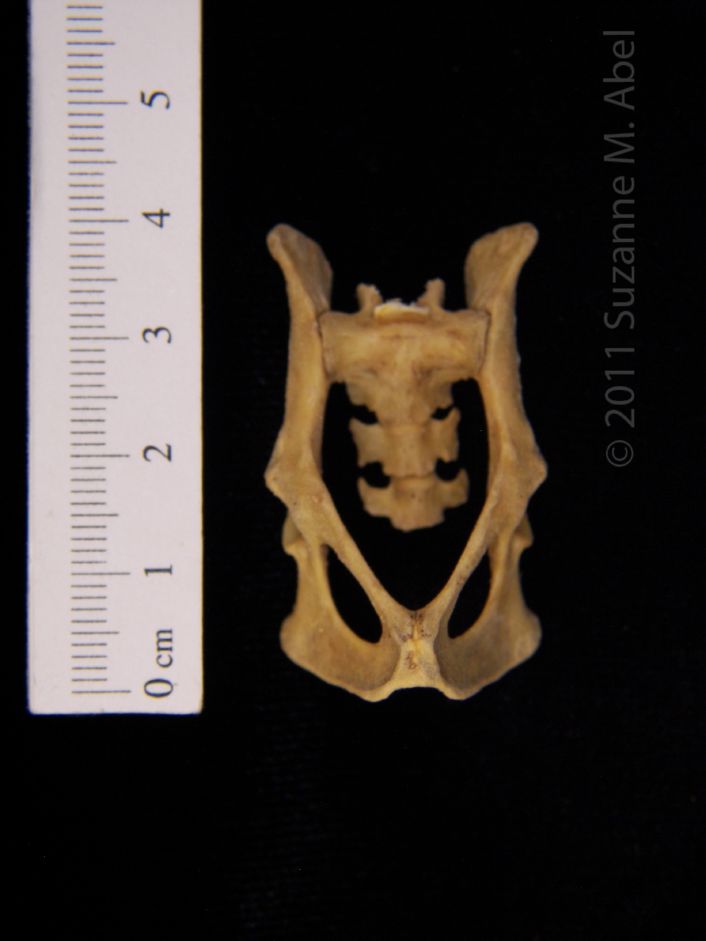 Anterior View Eastern Spotted Skunk Pelvis