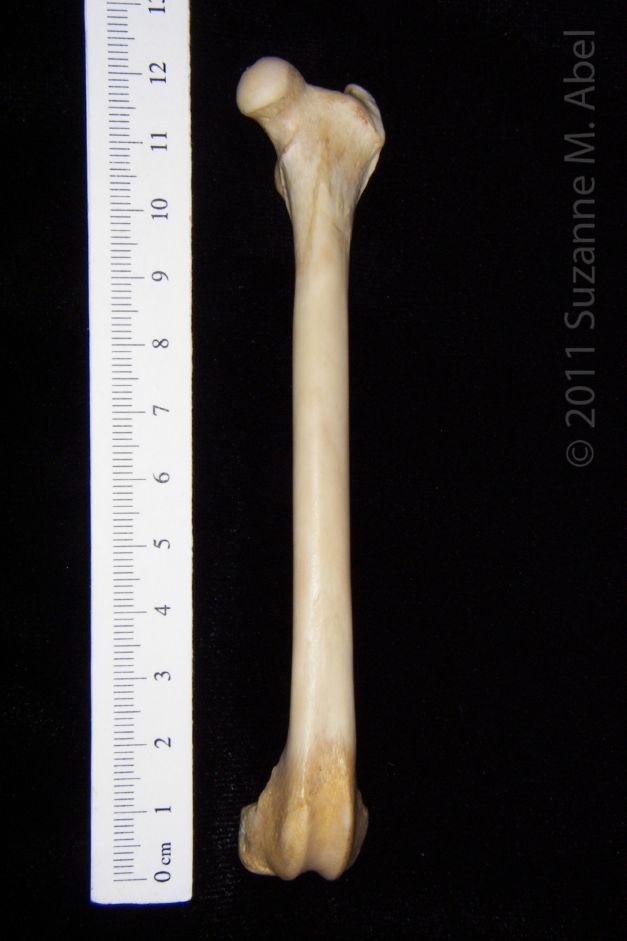 Anterior View Left Grey Fox Femur