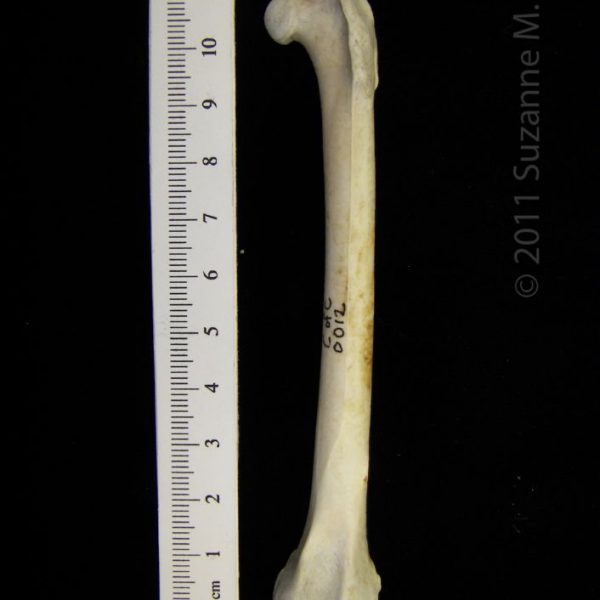 great_blue_heron_(ardea_herodias),_left_femur,_anterior,_cofc_osteological_collection_0012