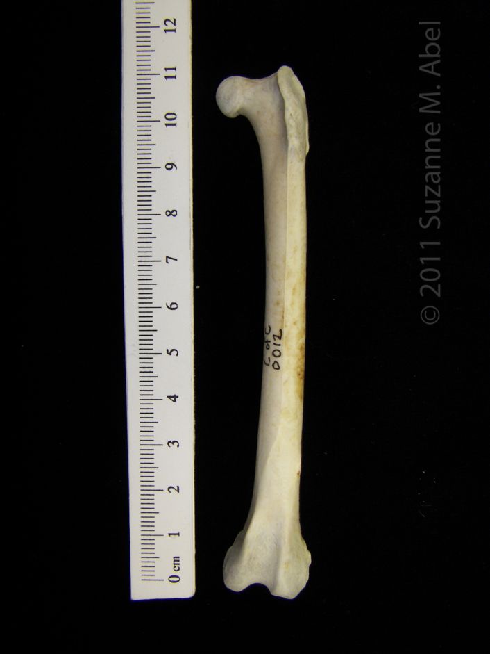 Anterior View Left Great Blue Heron Femur