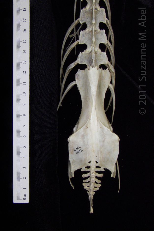 Dorsal View Great Blue Heron Pelvis (With Associated Verts&Ribs)