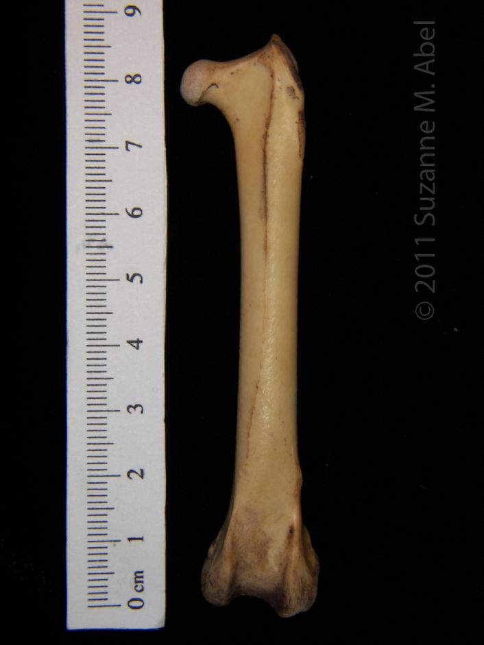 Anterior View Left Great Horned Owl Femur