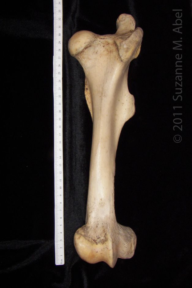 Anterior View Left Horse Femur