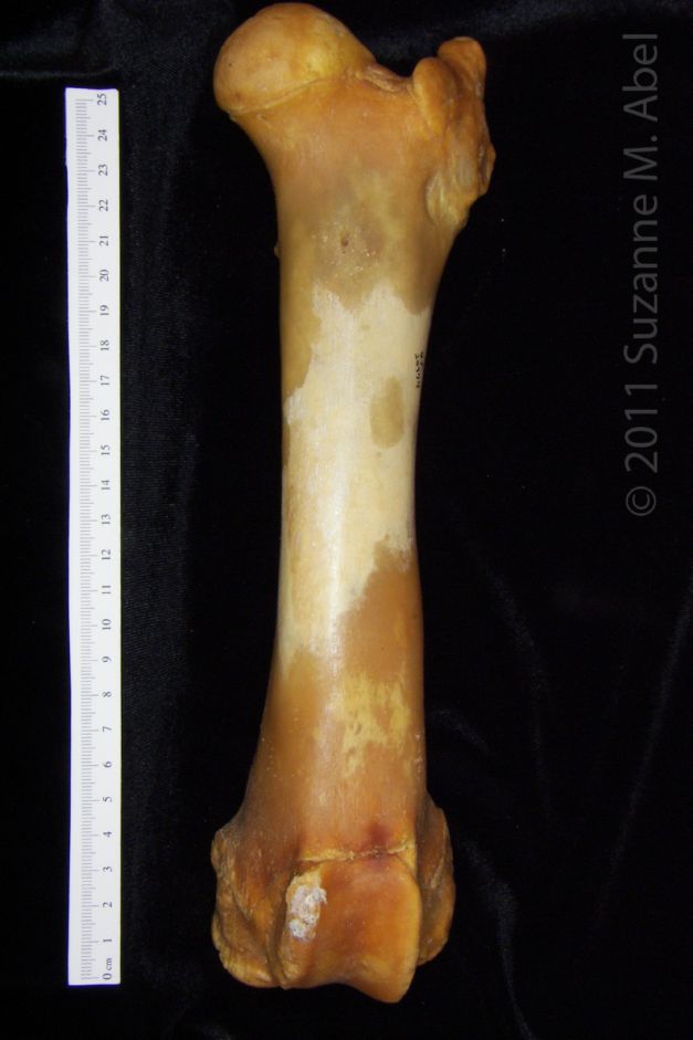 Anterior View Left Domestic Pig Femur